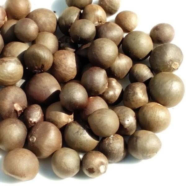Green Tea Seeds - Sold Out