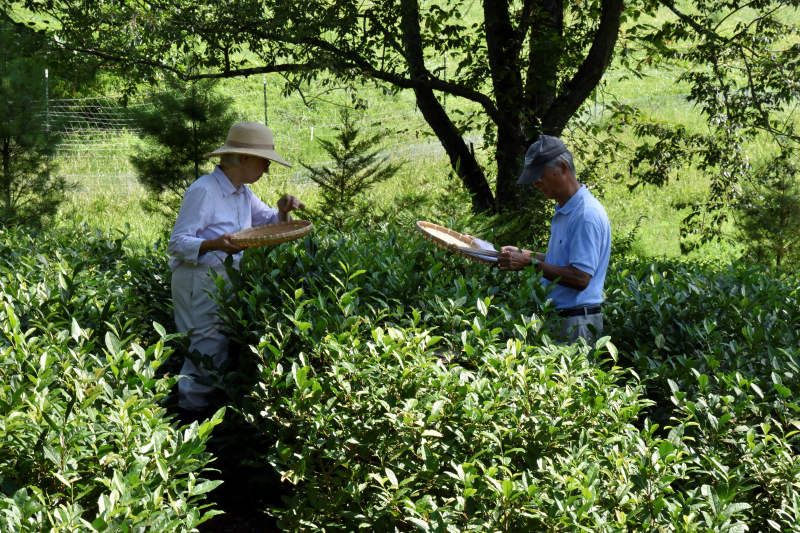 Northern Virginia Green Tea