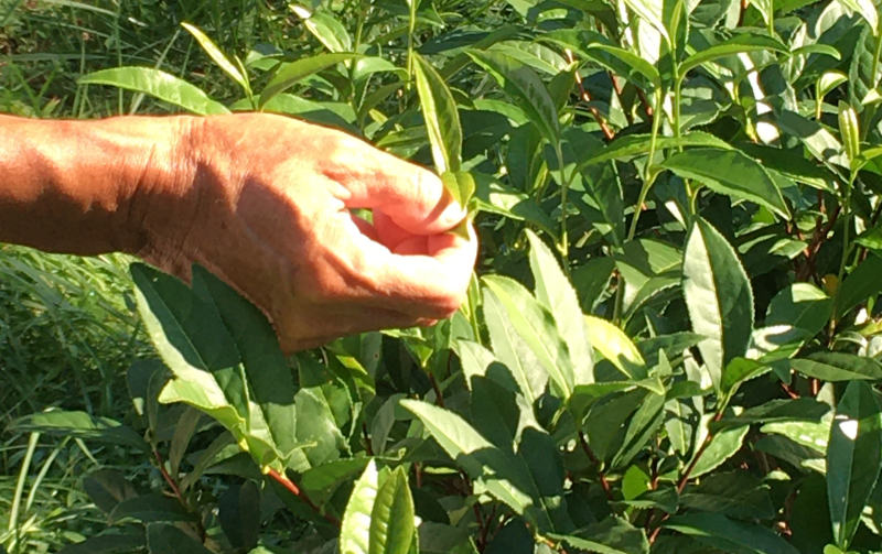 Naturally grown green tea