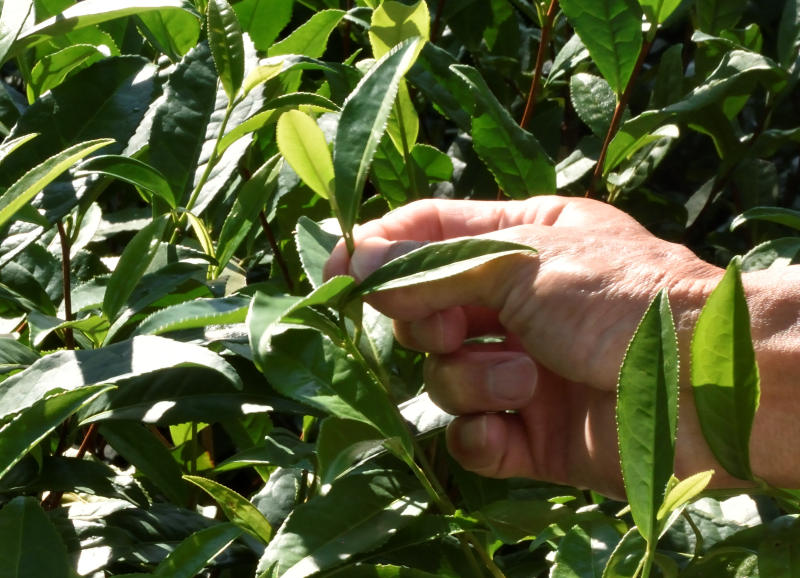 harvesting green tea leaves