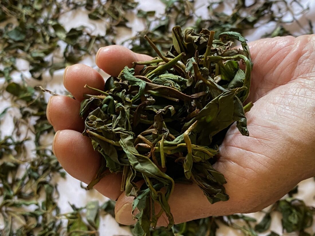 Organically grown Virginia Green Tea