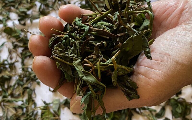 Organically grown Virginia Green Tea