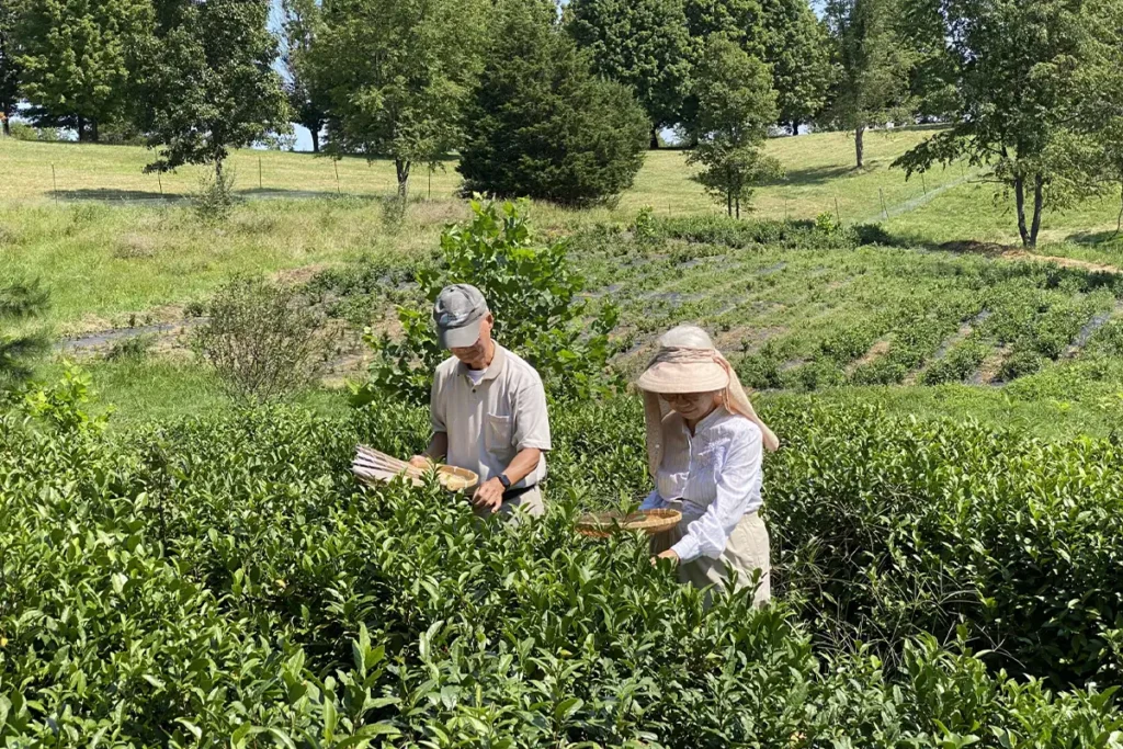 Green-Hills-Garden Harvesting Green Tea in Northern Virginia
